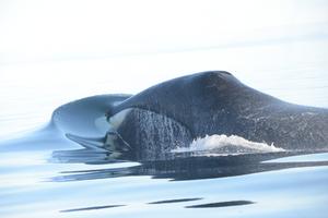 Whale breaking the surface of the water.