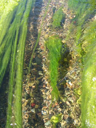 What's For Dinner? Uncovering a River's Food Chain (2 of 2)