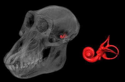 Semicircular Canals in Baboon Skull