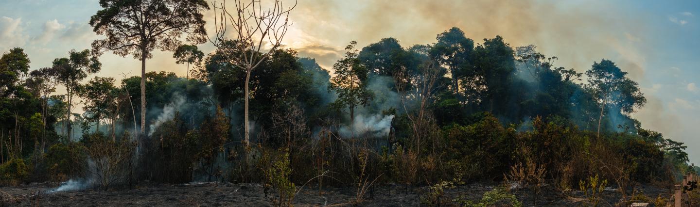 Forest fires in the Amazonian region of Belterra