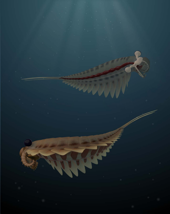 Reconstruction of a pair of Stanleycaris hirpex