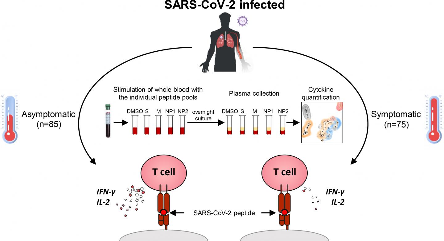 New study reveals different T cell responses to SARS-CoV-2 in asymptomatic individuals
