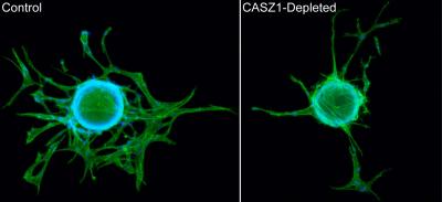 UNC Research Uncovers Molecular Role of Gene Linked to Blood Vessel Formation