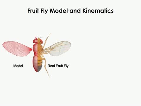 Fruit Fly Wings: Not Just for Flying