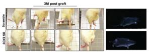 接受抑制SOX9基因 hNSCs移植的大鼠表現更好