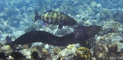 Coral Trout and Moray Eel