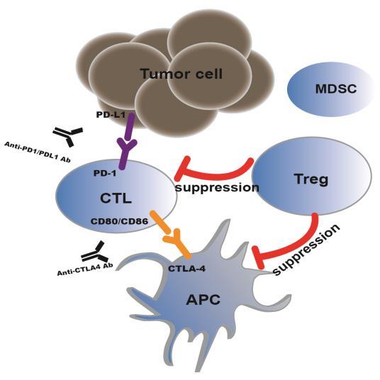 Regulation and Potential Drug Targets of Tumor-Associated Tregs