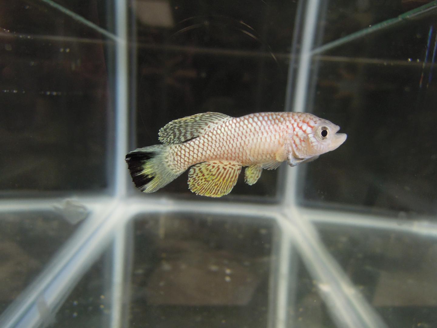 In Killifish: Diapause Protects Life From Normal Consequences of Aging (2 of 14)