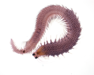 Fixed sample of the marine worm (P. dumerilii)