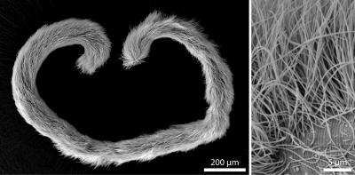 <i>Eubostrichus dianeae</i>