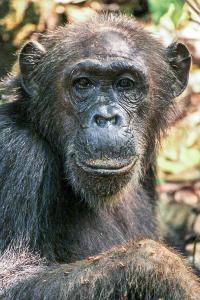 Gremlin, a High-Ranking Senior Female Chimpanzee