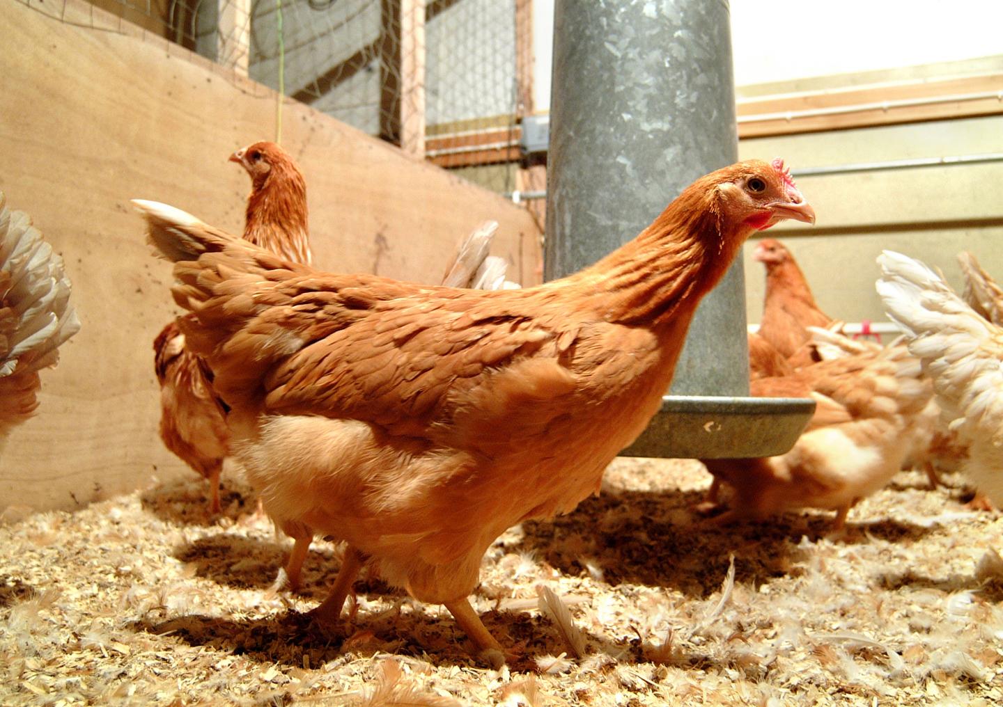 Hens that Lay Human Proteins in their Eggs Offer Future therapy Hope (2 of 2)