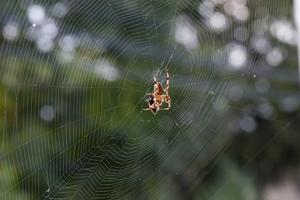 Spider and web