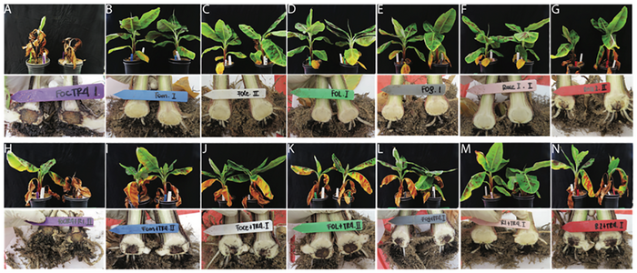 Disease development on Cavendish ‘Grand Naine’ with several different species of Fusarium.
