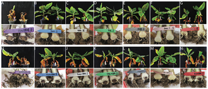 Disease development on Cavendish ‘Grand Naine’ with several different species of Fusarium.