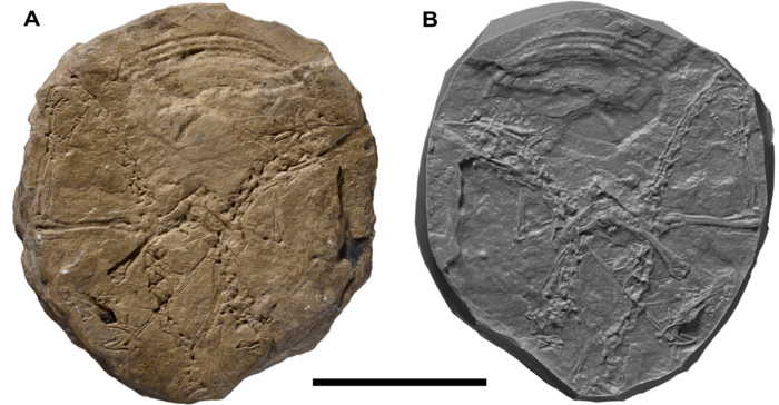 Coelurosauravus postcranium