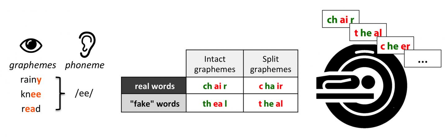 Graphemes Can Be Manipulated to Study How the Brain Processes Those Fundamental Units of Alphabetic 