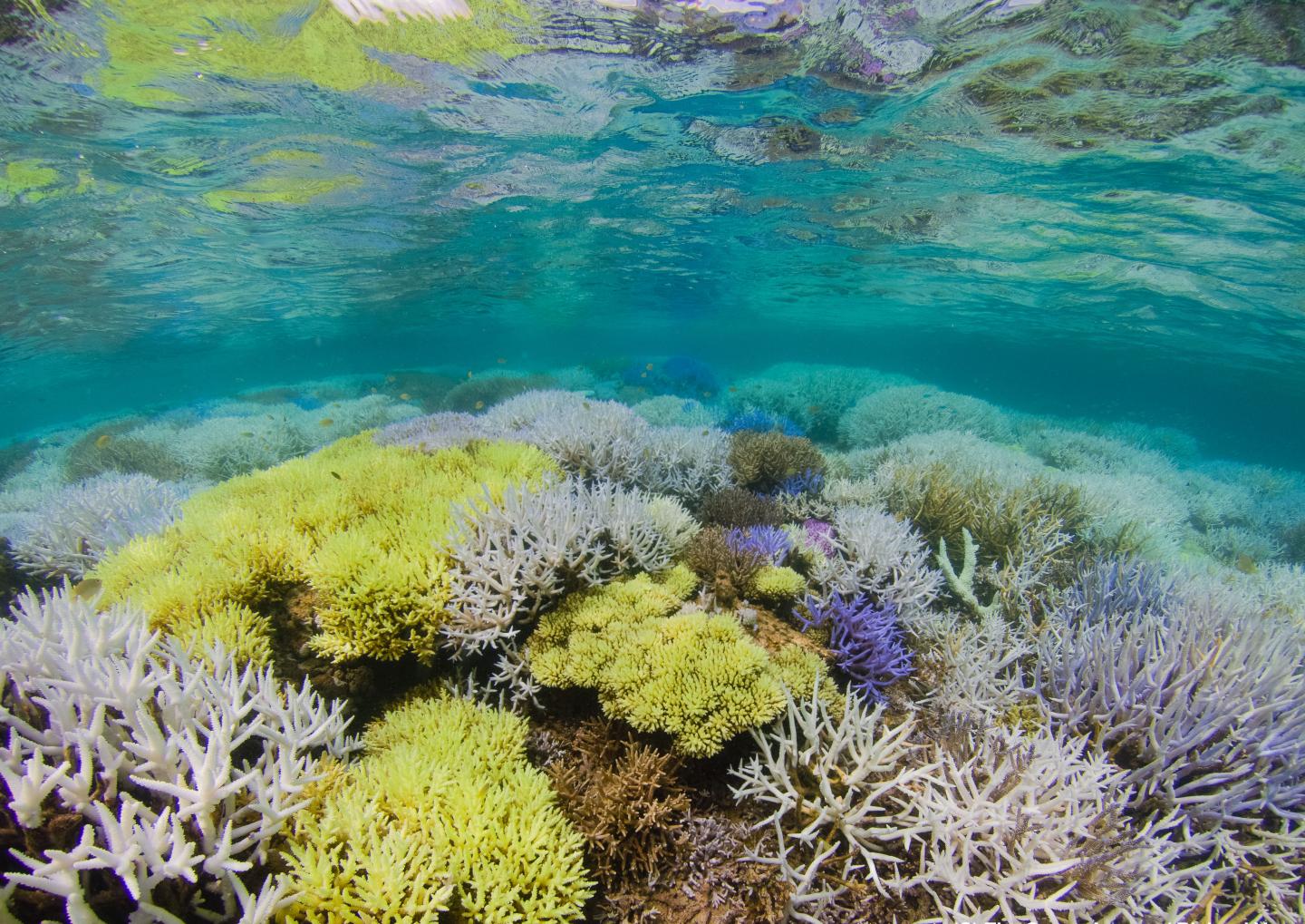 Acropora Corals with Colourful Bleaching