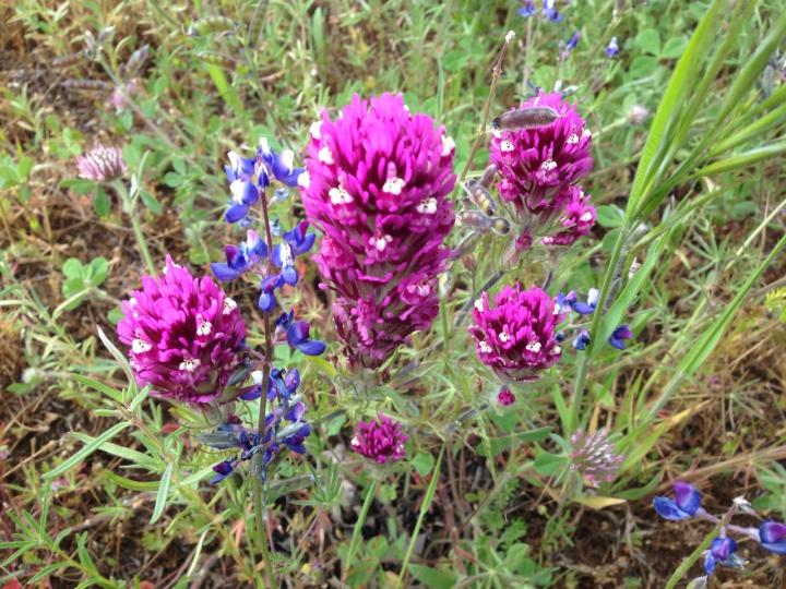 Lupine and Paintbrush