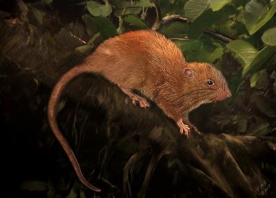 Giant Rat Illustration