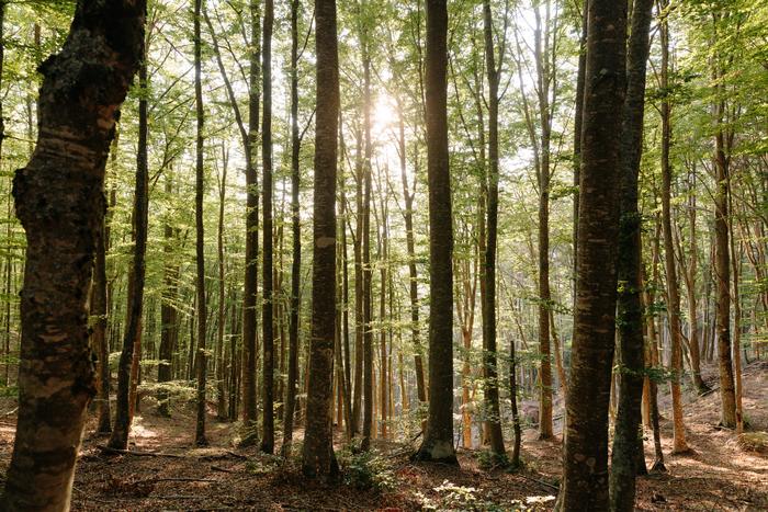 A forest with ectomycorrhizal trees in the Apennine Mountains, Italy