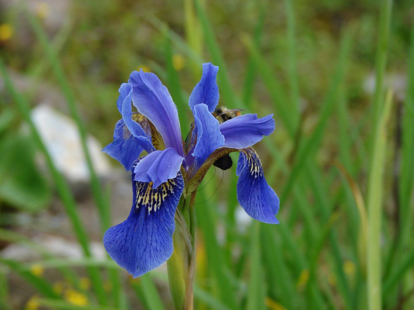 Weapon of Distraction -- <i>Iris bulleyana</i>