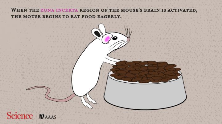 A Flip Switch for Binge-eating? (1 of 2)