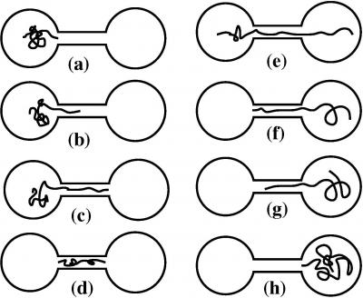 Typical Configurations of Polymer Translocation through Nanopores