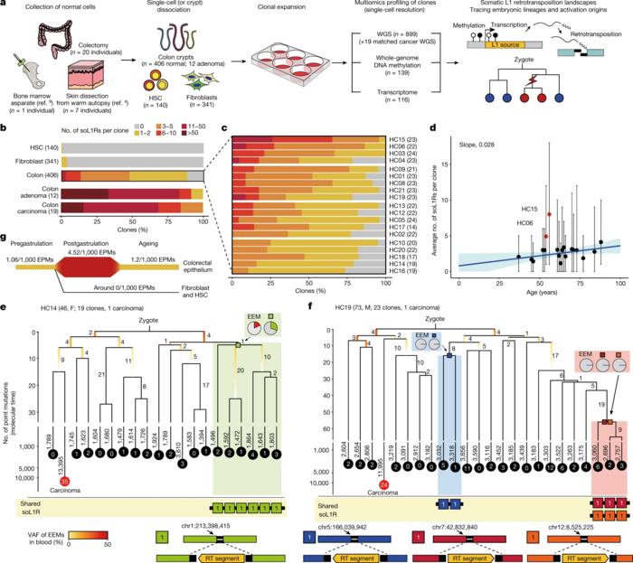 Fig. 1: Somatic L1 retrotranspositions in normal cells.