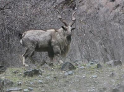 Markhor