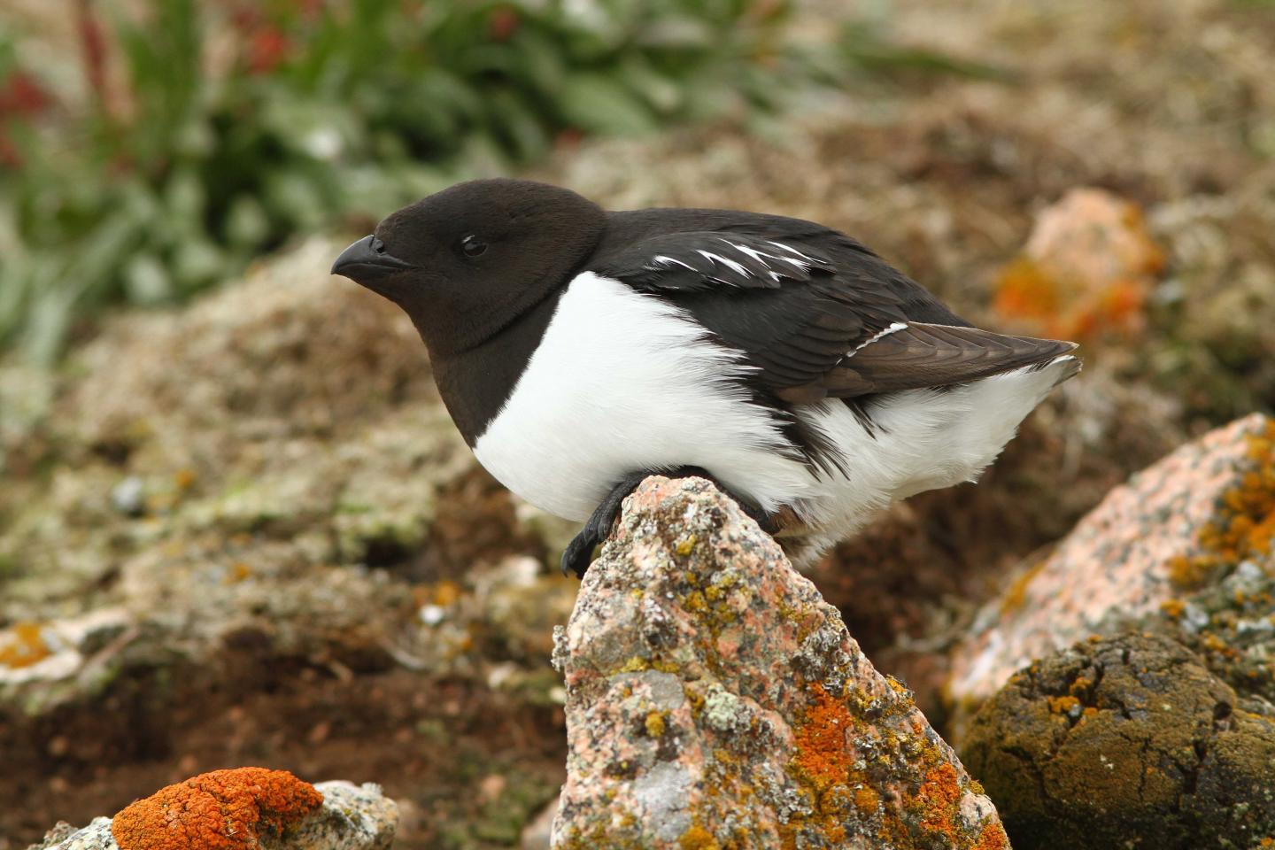 Underwater Terrain May Be Key Factor in Little Auk Foraging