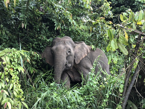 An elephant in Borneo