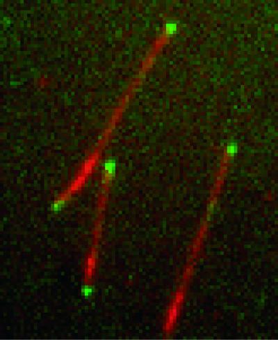 Microtubules Through Flusorescence Microscope