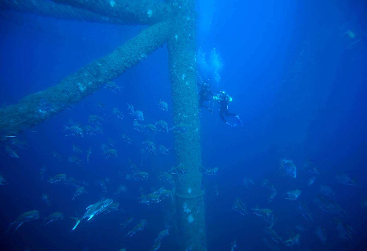 How Fish Minimize Their Visibility To Predators In Open Waters (6 of 12)