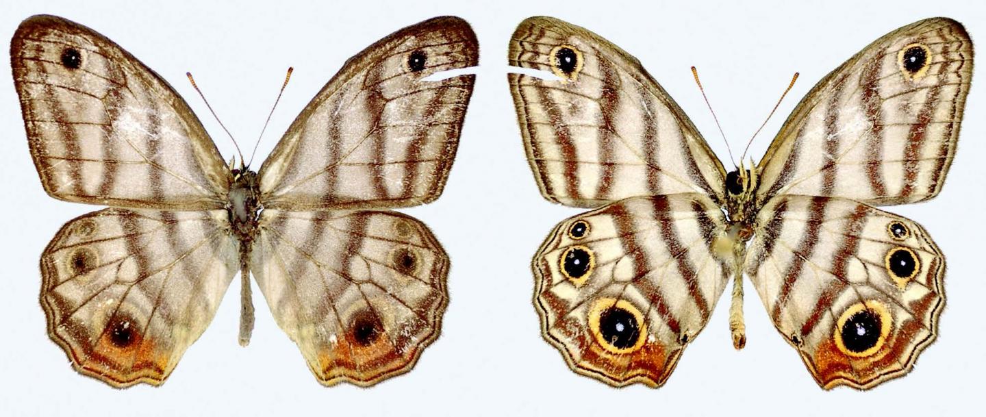 Rare Amazonian Butterfly Named After British National Treasure Sir David Attenborough (1/3)