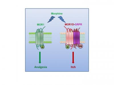 Pain/Itch Interact with Different Receptor Variants
