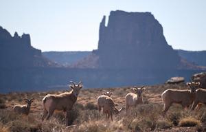 Vigilant bighorns in Utah