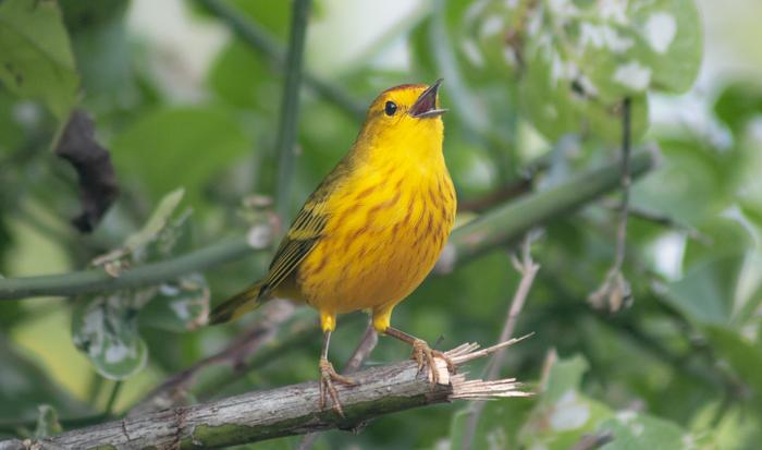 Galapagos Yellow Warbler - picture by Alper Yelimlies