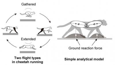 Figure 1. Flight types involved in cheetah galloping, A simple model for analyzing galloping motion