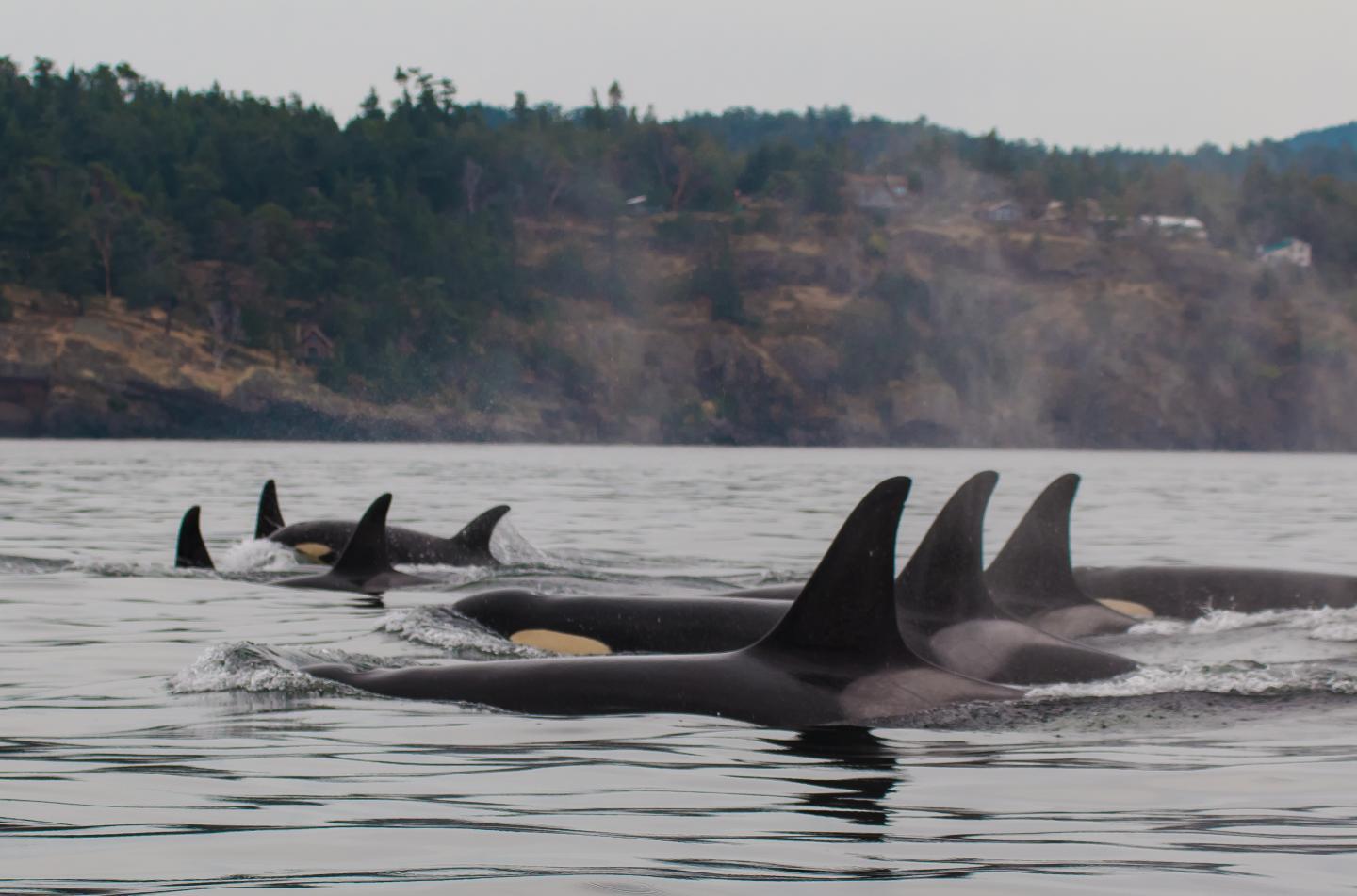 Southern Resident Killer Whales