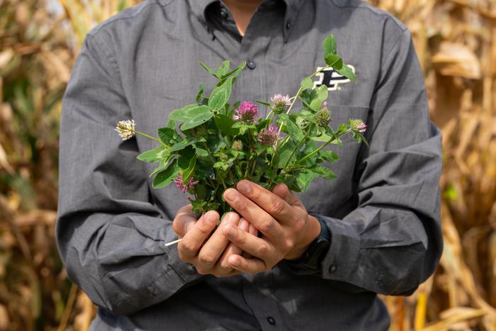 Kura clover and corn cropping