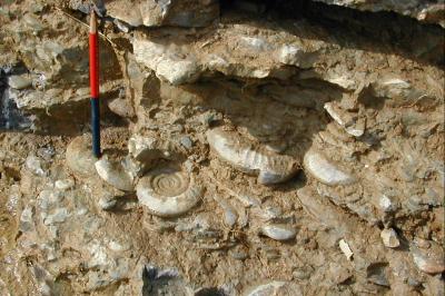 A Mass Extinction Can't Keep These Molluscs Down (2 of 3)