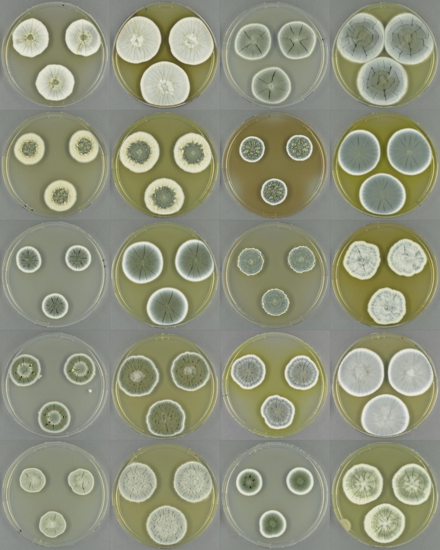 Colonies of <i>Penicillium</i> Fungi Species on Agar Plates