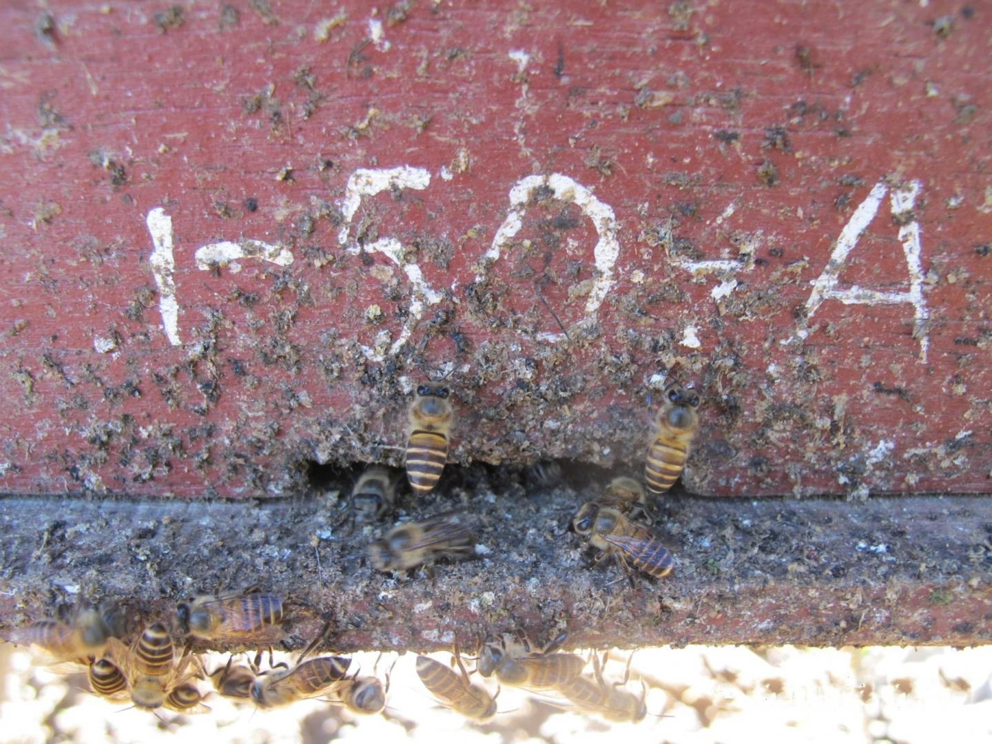 Fecal spotting and honey bees at hive entrance