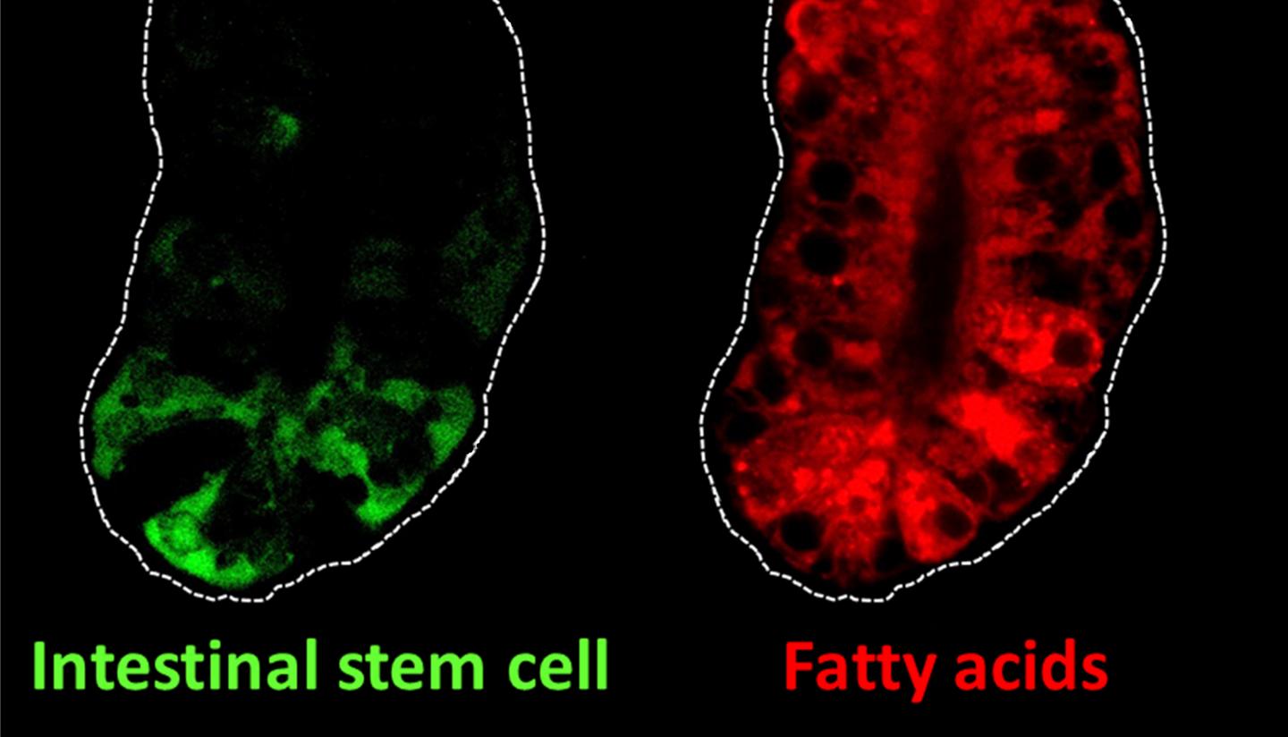 Intestinal Stem Cells and Fatty Acids