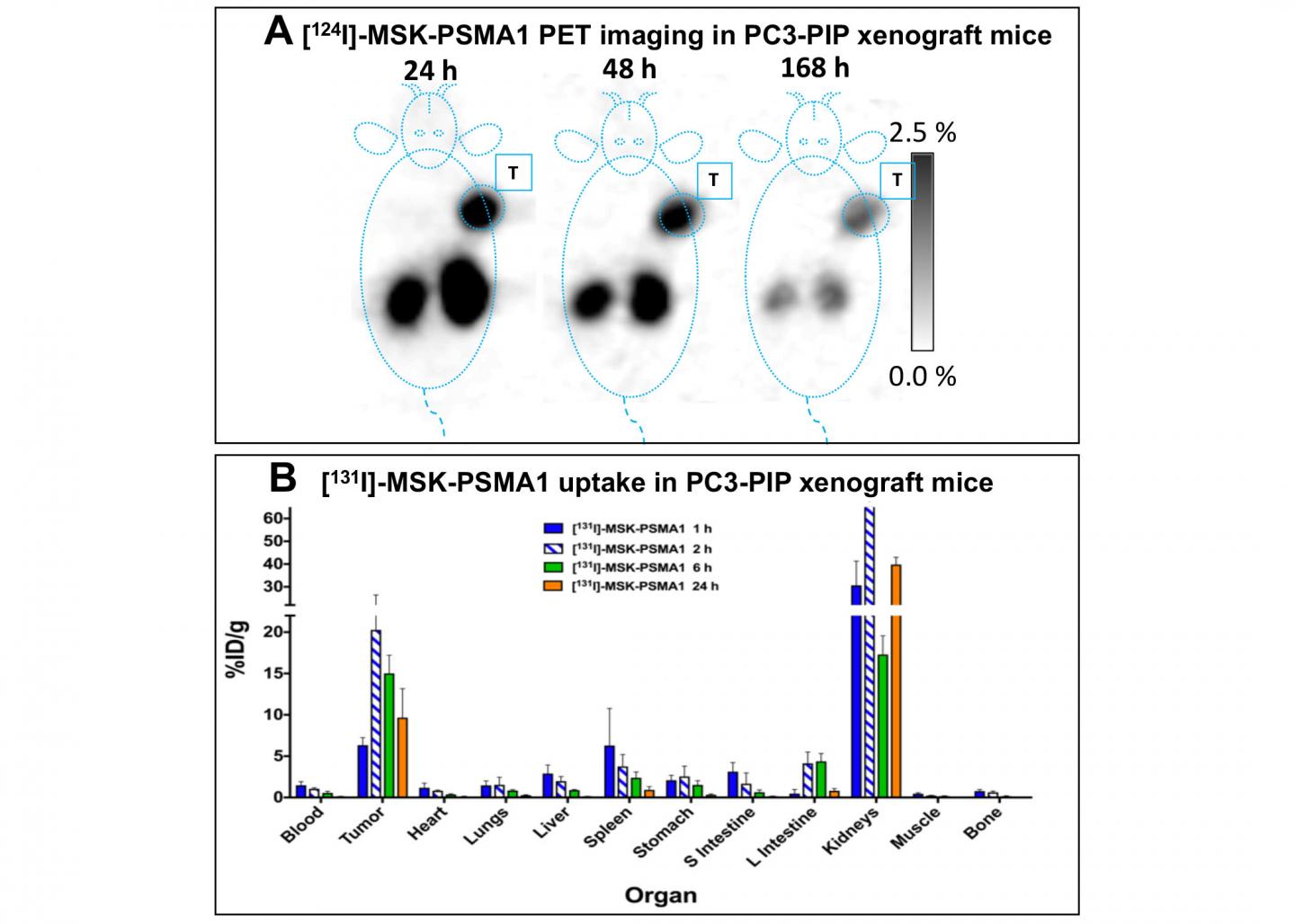 124I-MSK-PSMA1 PET Imaging and 131I-MSK-PSMA1 uptake in PC3-PIP xenograft mice