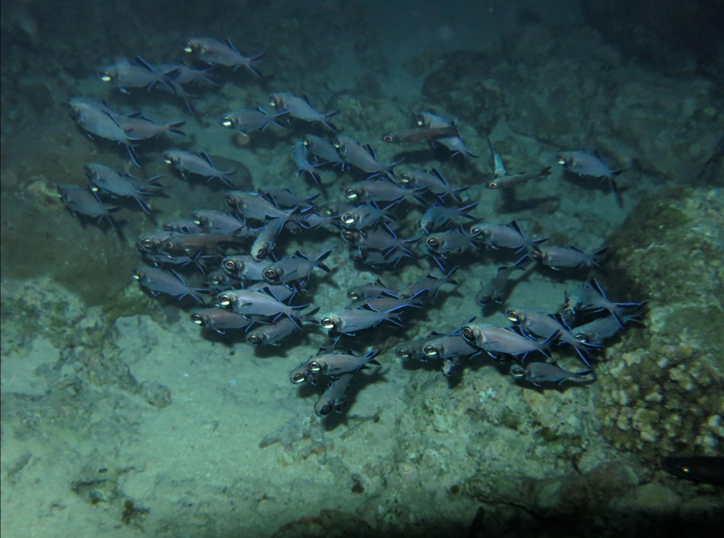 Splitfin Flashlight Fish Uses Bioluminescent Light to Illuminate Planktonic Prey