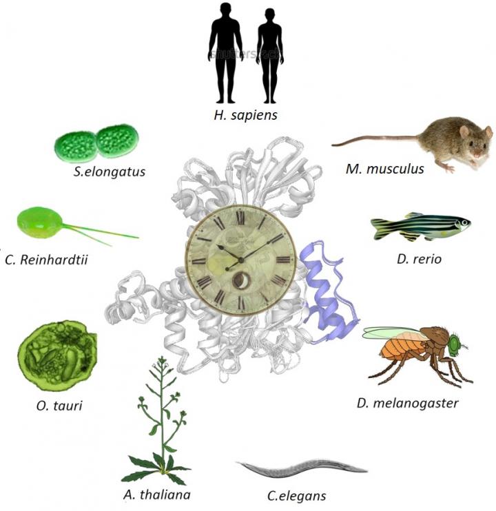 Common Biochemistry