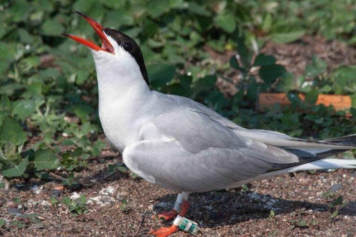 Tern with Geolocator