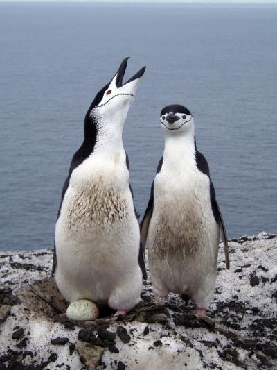 A Pair of Nesting Adult Chinstrap Penguins